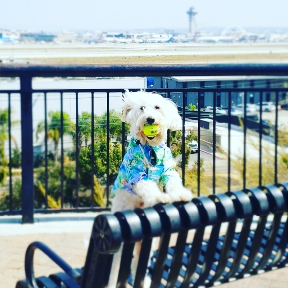 Meet your Posher, Clarity & Frosty Little Divo🐾💙 - Picture 11 of 16